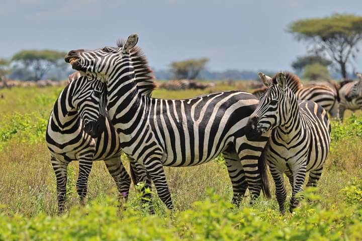 5-Day Kenya Big Five Safari: Amboseli, Lake Nakuru & Maasai Mara