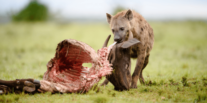 3-Day Fly in and out for a Luxurious Serengeti Adventure