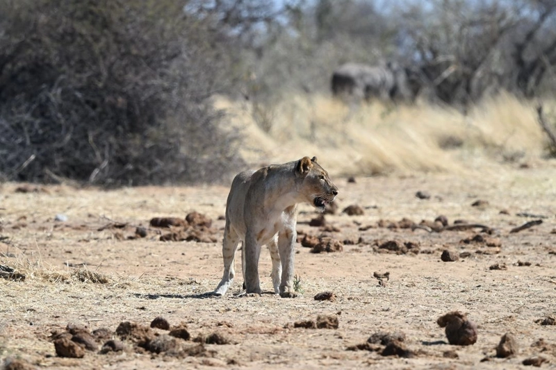 12-Day Big Cats and Calving Safari Namibia