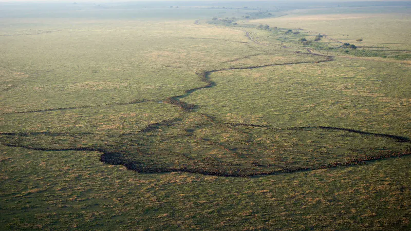 5-Day Wildebeest Calving and Migration Safari