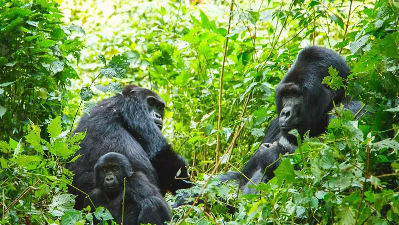 5 Days-Rwanda Gorillas & Golden Monkeys