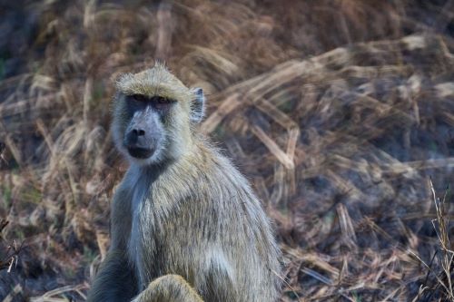 1- Day trip to Tarangire national park