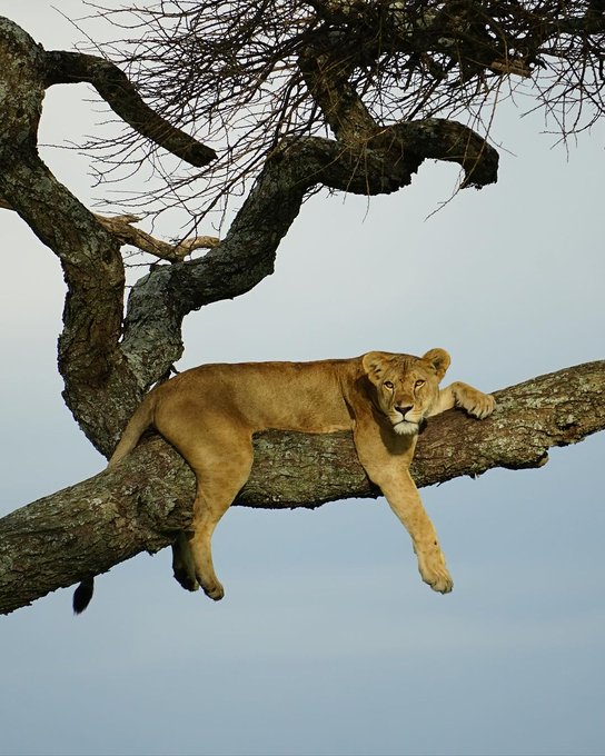6 Days Tanzania Mid-Range Safari: Tarangire, Serengeti, Ngorongoro Crater.
