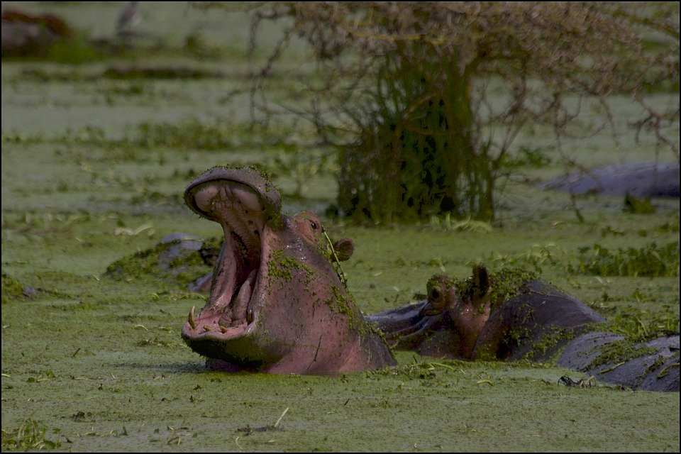 Day Trip Ngorongoro Crater Group Tour