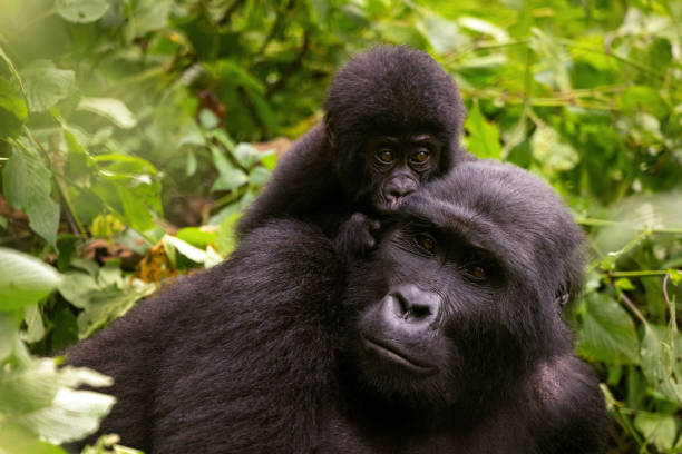 5 Day Bwindi Kibale Queen Elizabeth National Parks