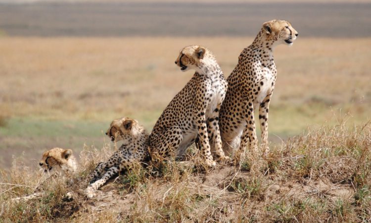 4-Day Wildlife Safari and Cultural Immersion