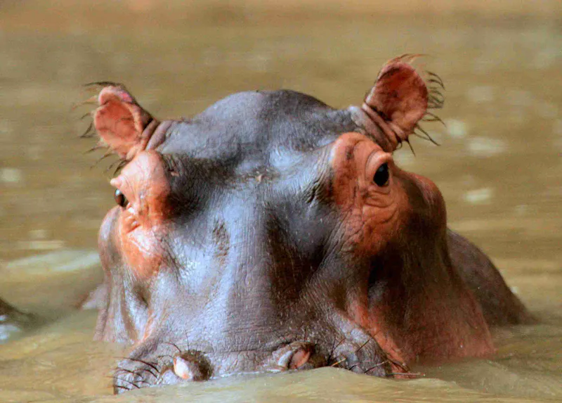 3-Day Ultimate Best Tarangire, Ngorongoro & Manyara Trip