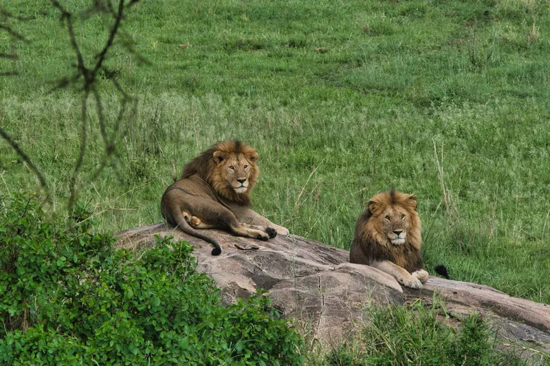 6 Days Great wildebeest Migration Safari for Tanzania
