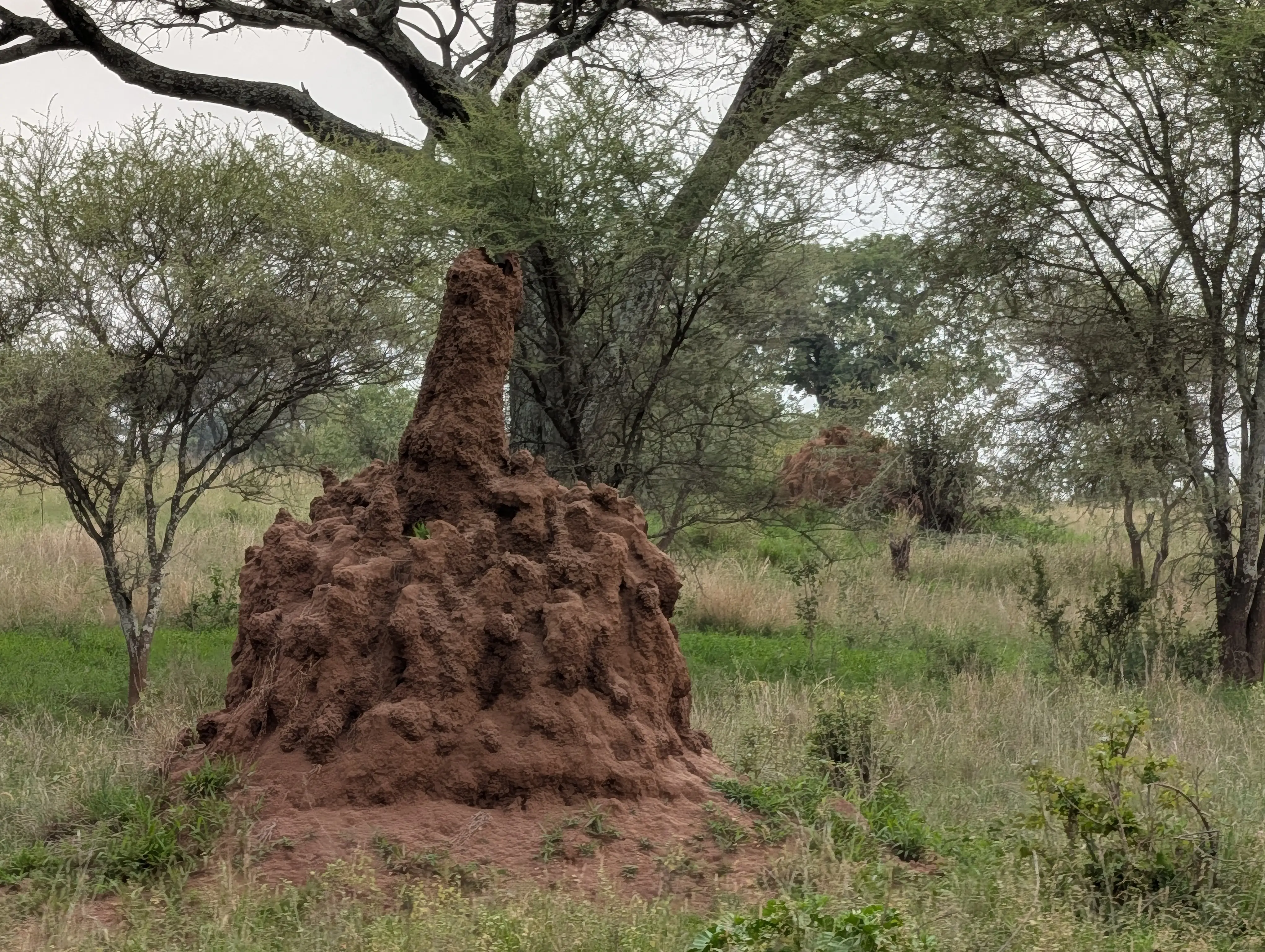 2-DAYS 1-NIGHTS MID RANGE SAFARI TO TARANGIRE AND NGORONGORO .