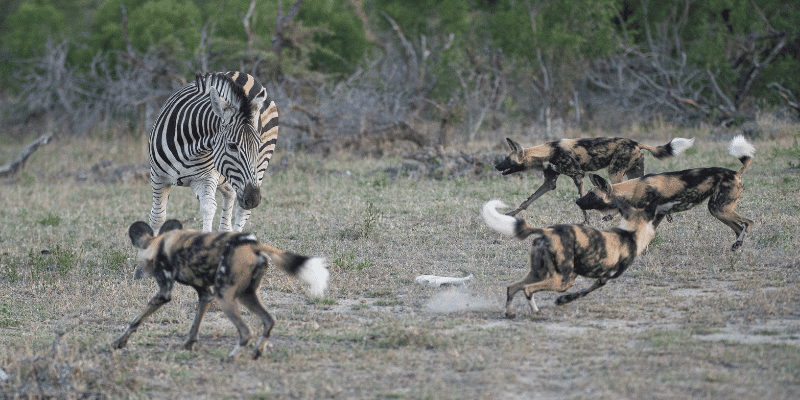 3-Day Fly in and out for a Luxurious Serengeti Adventure