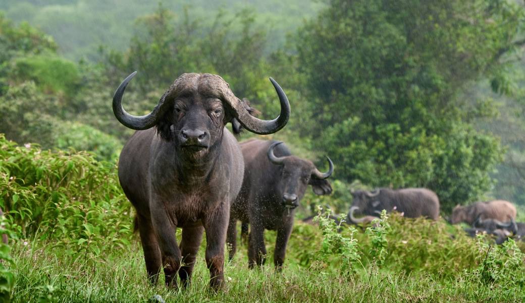 7-Day Signature Luxury Tanzania Safari – Tarangire, Serengeti, Mara River, Ngorongoro & Lake Manyara