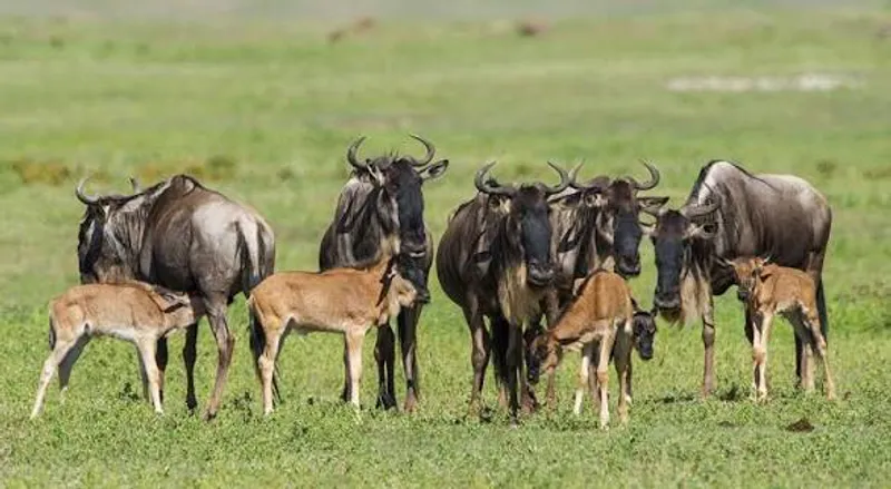 3-Day Joining Camping Safari: Tarangire, Lake Manyara & Ngorongoro Crater