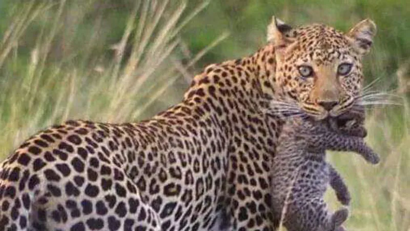 10-Day Samburu, Lake Nakuru, Masai Mara，crescent island  Amboseli adventure safaris