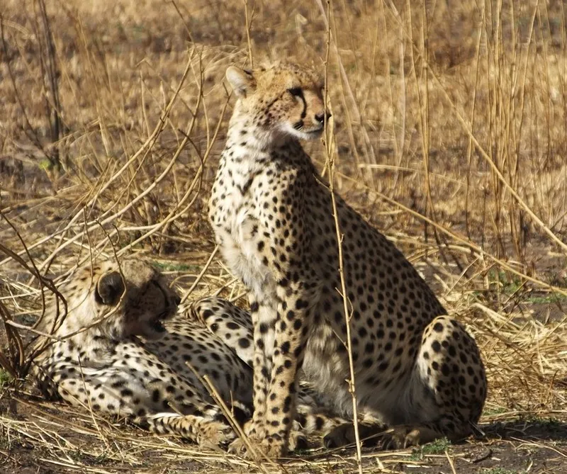 4-Day Group Tour to Tarangire, Serengeti, Ngorongoro
