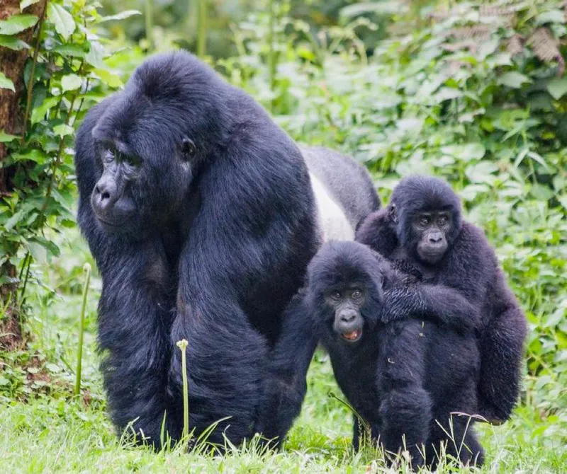 10-Day Uganda Ultimate Safari