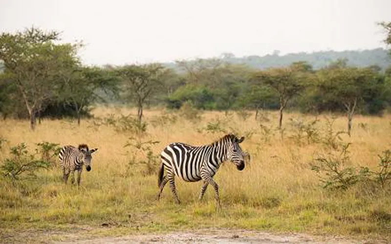 6 Day Camping Executive Trip to Uganda