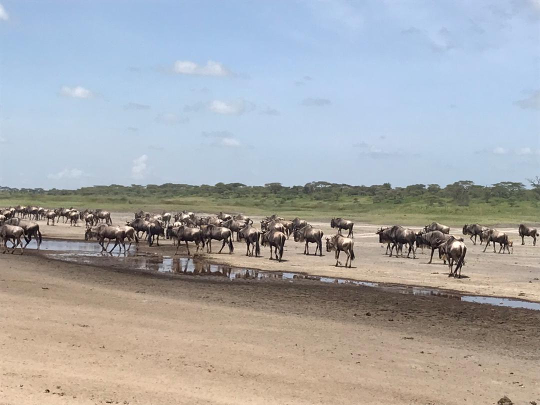 6 Days Best Luxury Tanzania Safari