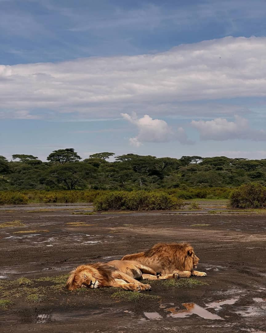 5 Days Wildlife Safari