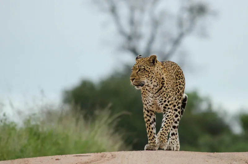 7DAY LUXURY SAFARI TARANGIRE-LAKE MANYARA SERENGETI AND NGORONGORO
