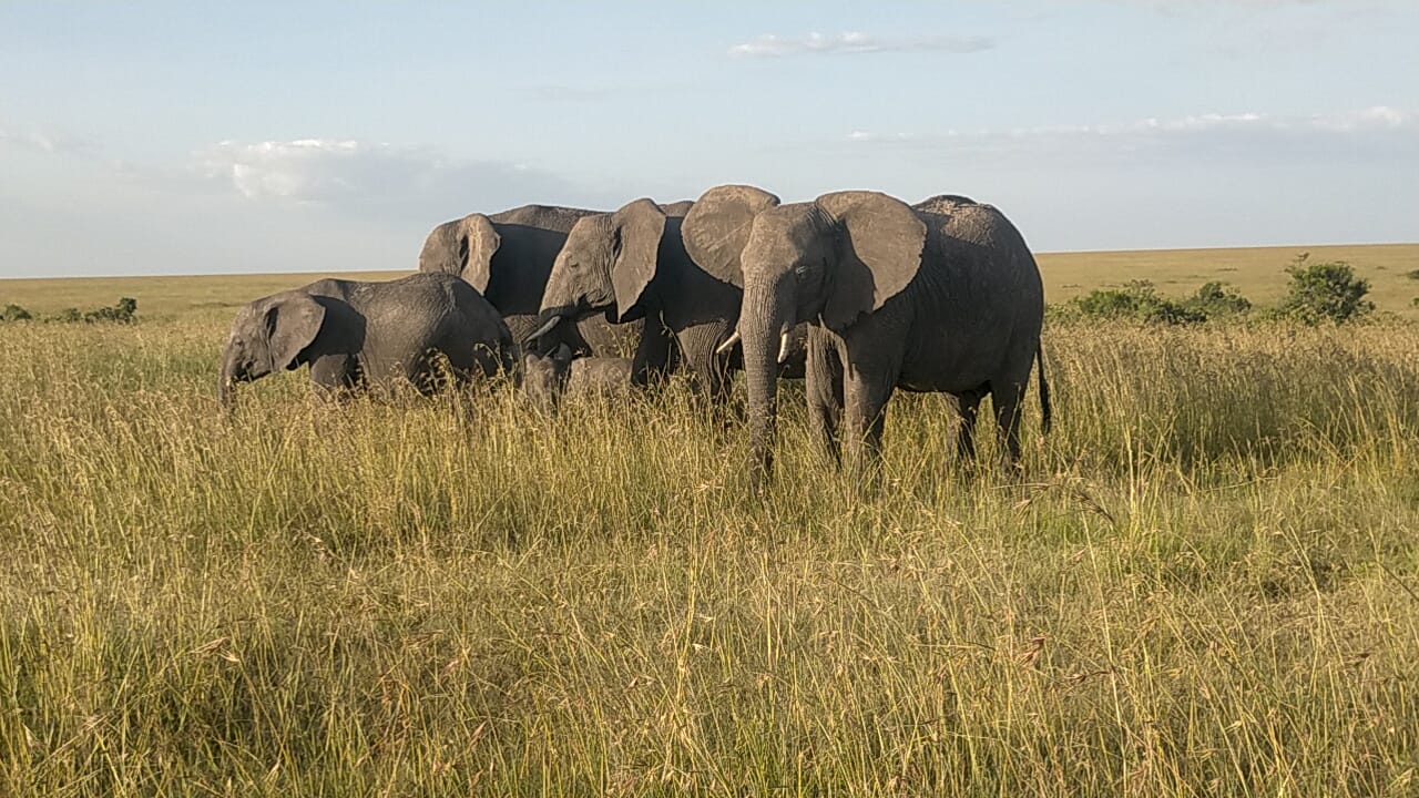 6-Days Top-Tier : Masai Mara National Reserve - Lake Naivasha - Amboseli National Park Safari