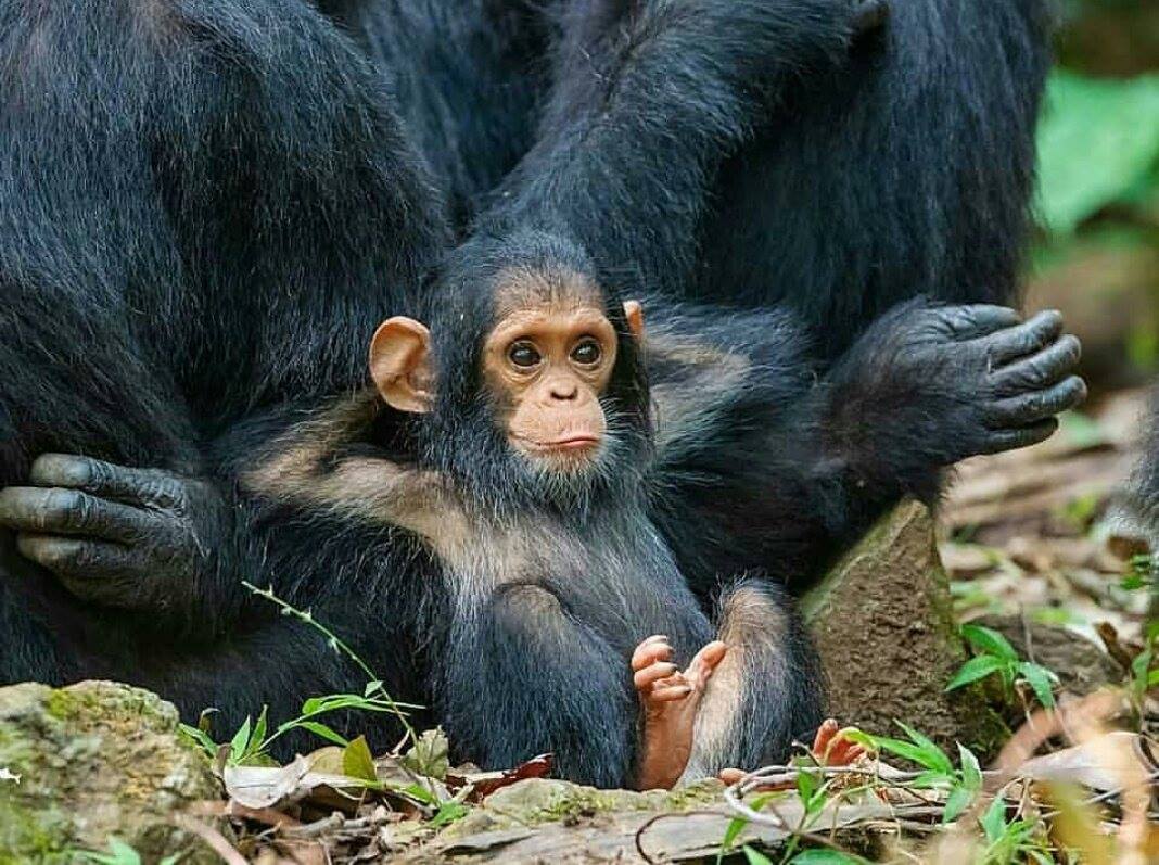 4DAY-CHIMPANZEE TREK IN GOMBE STREEM NATIONAL PARK
