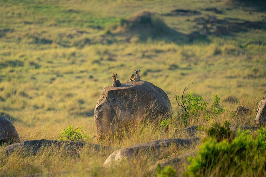 5-Day Tanzania Safari Trip