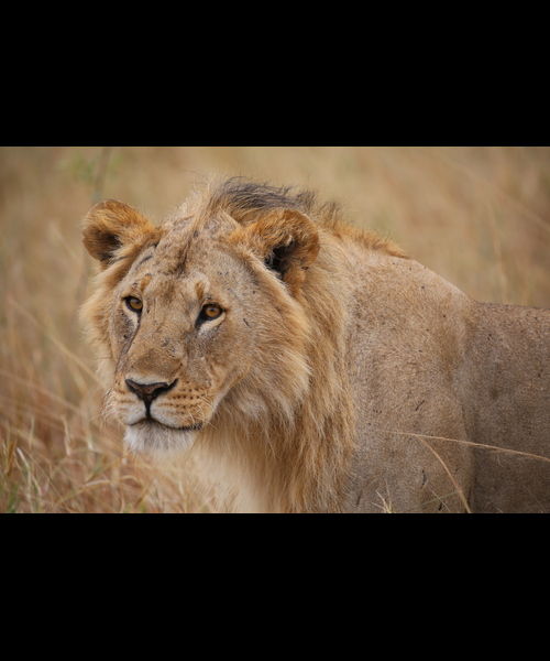 3 Day Maasai Mara Safari Kenya | Budget | Group Joining