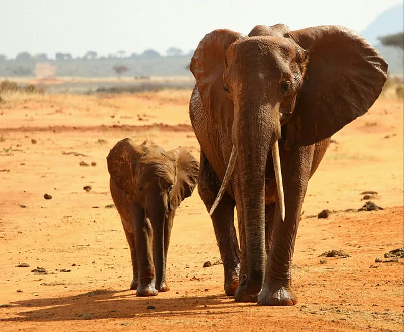 5-Day Tarangire, Serengeti And Ngorongoro Wonders