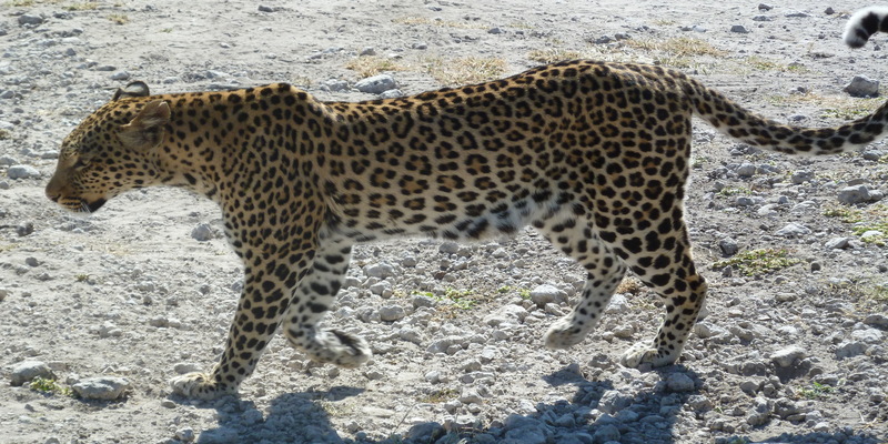 8 Days Cheetah Safari