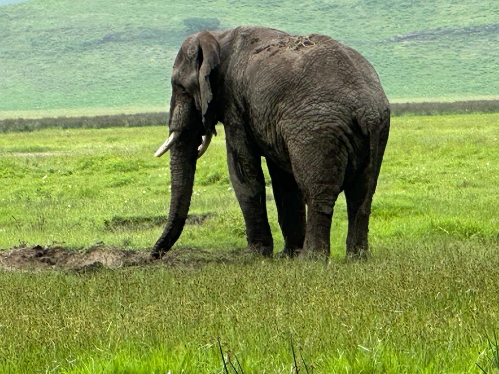 4-Day Serengeti and Ngorongoro Photographic Safari