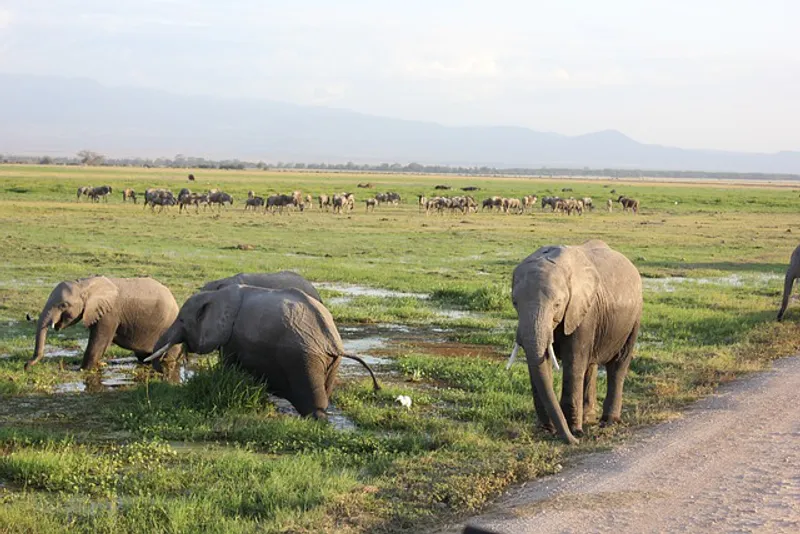 8-Day Luxury Safari to Ol Pejeta, Lake Nakuru, Maasai Mara, Lake Naivasha and Amboseli National Park Safari
