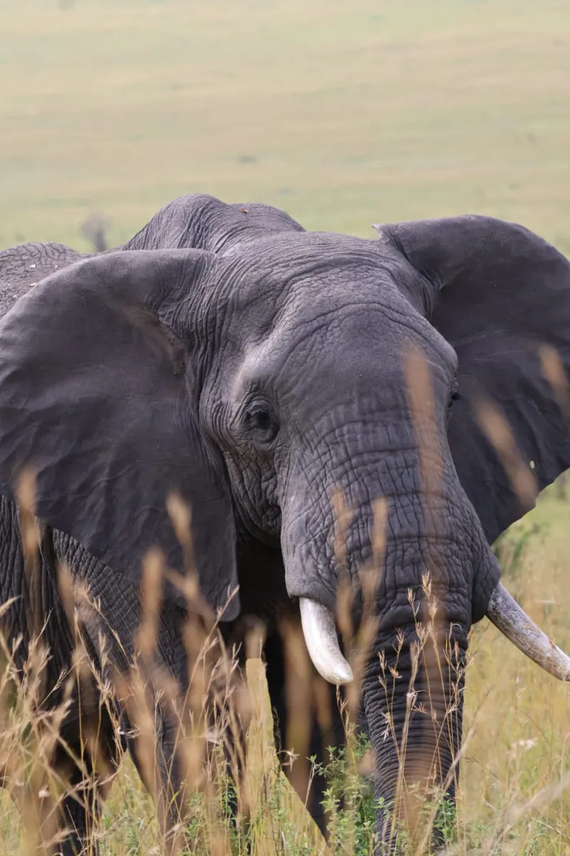 8-Day Extra Masai Mara-Lake Nakuru-Hell's Gate-Amboseli Budget Safari