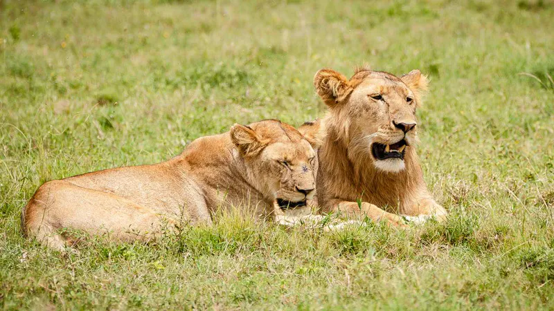9 Day - Tanzania Safari Gateways - Midrange