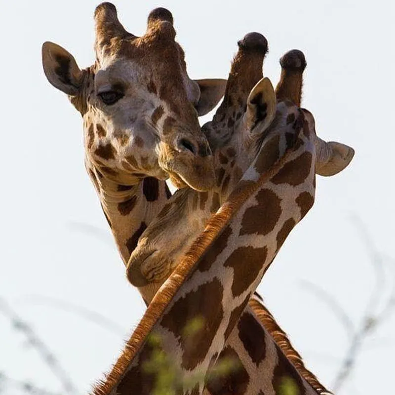 Day Trip - Arusha National Park
