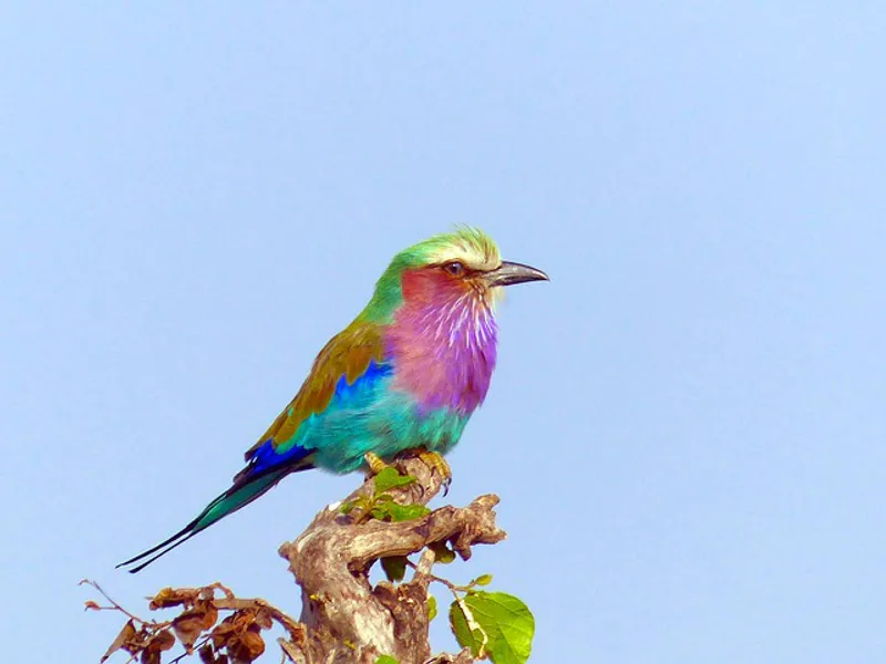 2 Day Luxury Tour and Glance Safari