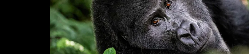 8-Day Murchison-Kibale--Queen Elizabeth-Bwindi Adventure