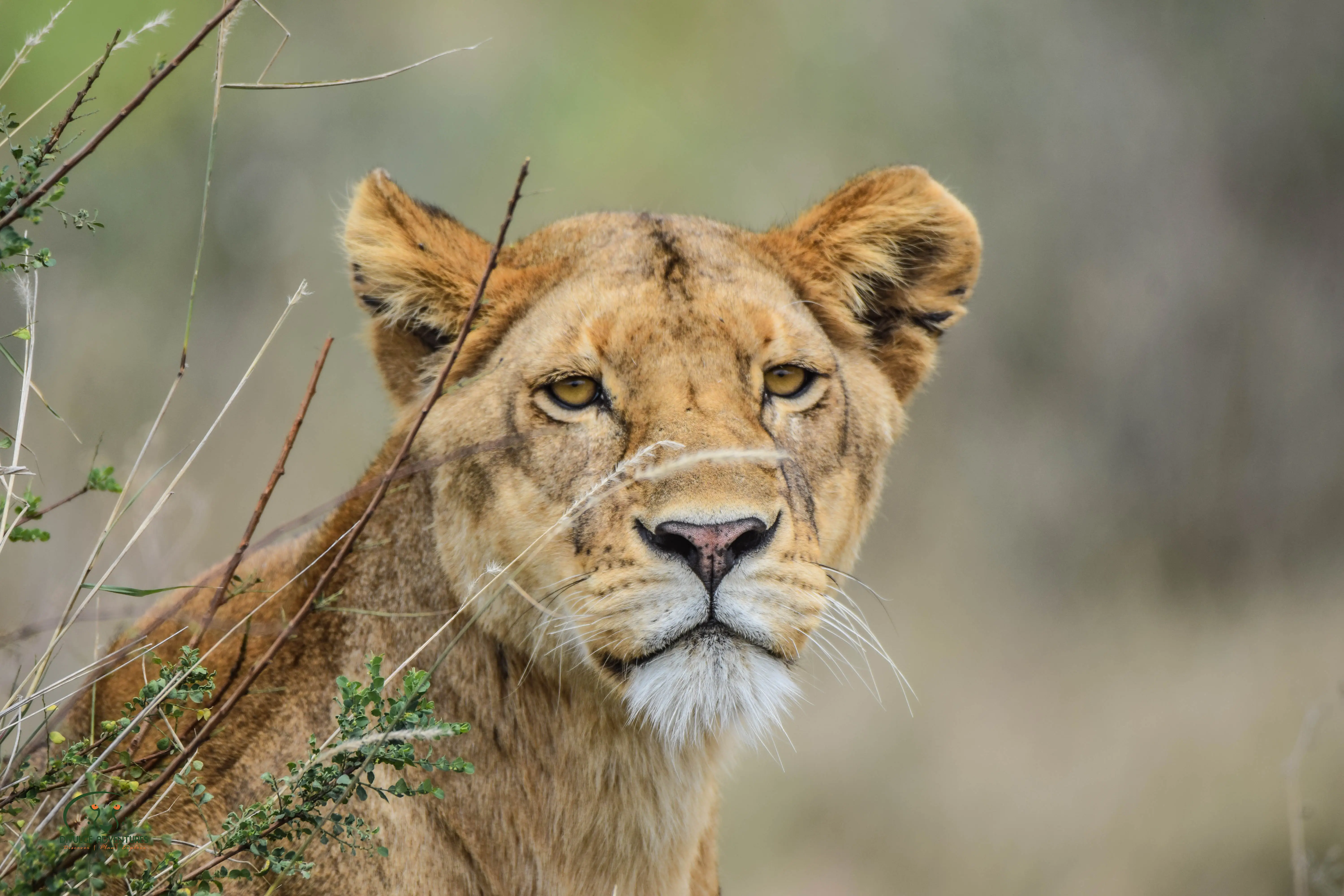 6-Day Tarangire, Serengeti and Ngorongoro Crater Midrange Safari