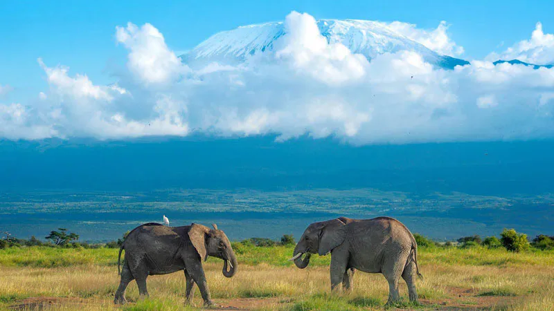 8-Days Masai Mara Nakuru Naivasha Amboseli Land Cruiser Safari