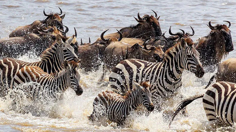 12-Days and 11 Nights Kenya and Tanzania safaris