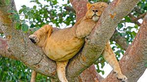 5-Days Uganda Gorilla, chimp & Wildlife safari