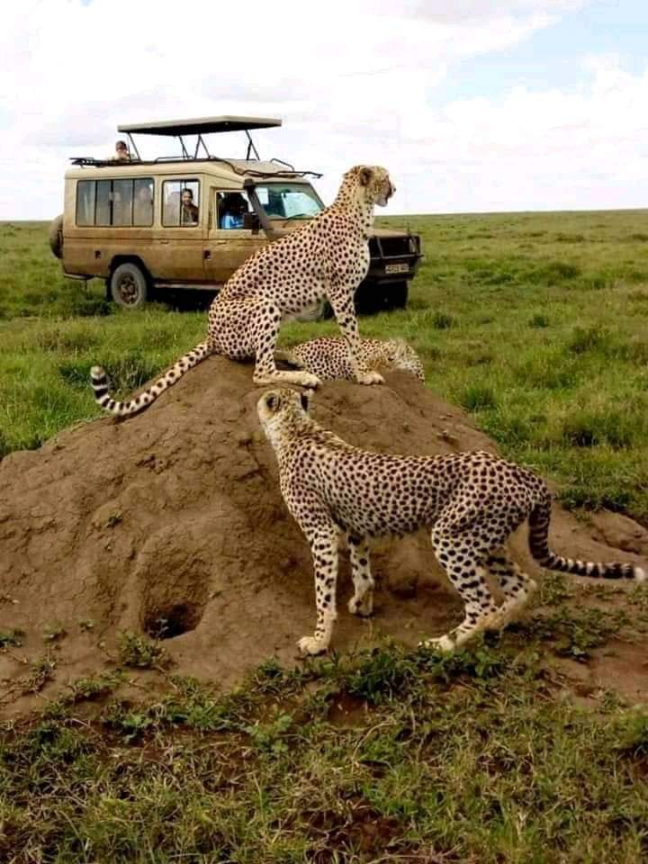 A 5-Day Expedition through Maasai Mara, Lake Nakuru & Naivasha: "Wilderness Odyssey"