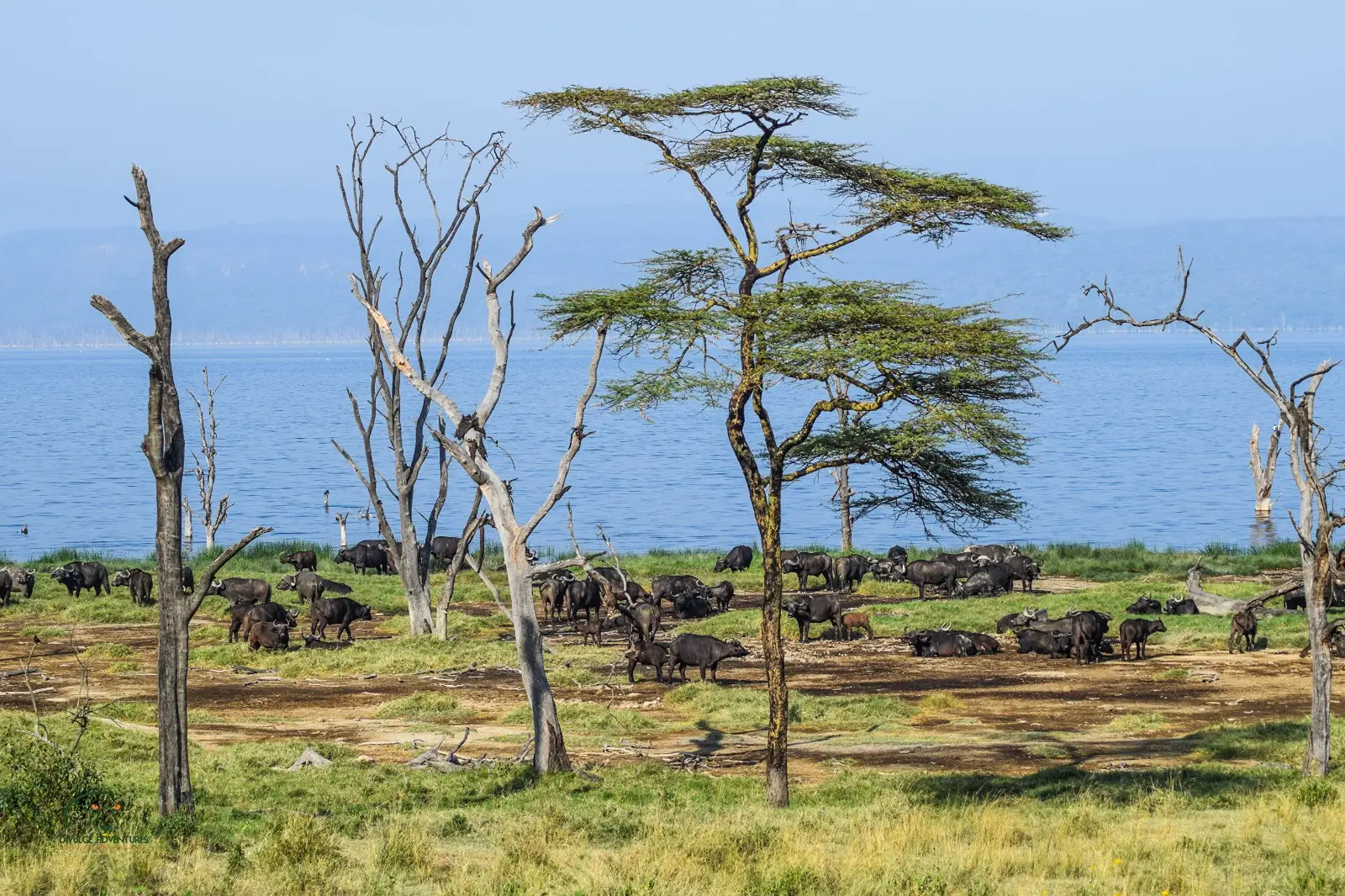 5- Days L. Naivasha, L. Nakuru and Masai Mara Safari