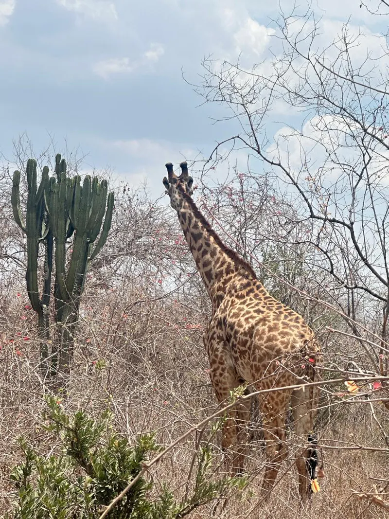 5-Day Midrange Private Fly-In Safari Tarangire, Lake Manyara, Serengeti & Ngorongoro Crater