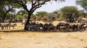 3-DAY CHRISTMAS MAGIC SAFARI IN SERENGETI AND TARANGIRE