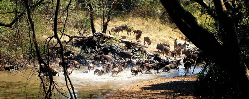 8 Day Great Wildebeest Migration Safari (July-October)