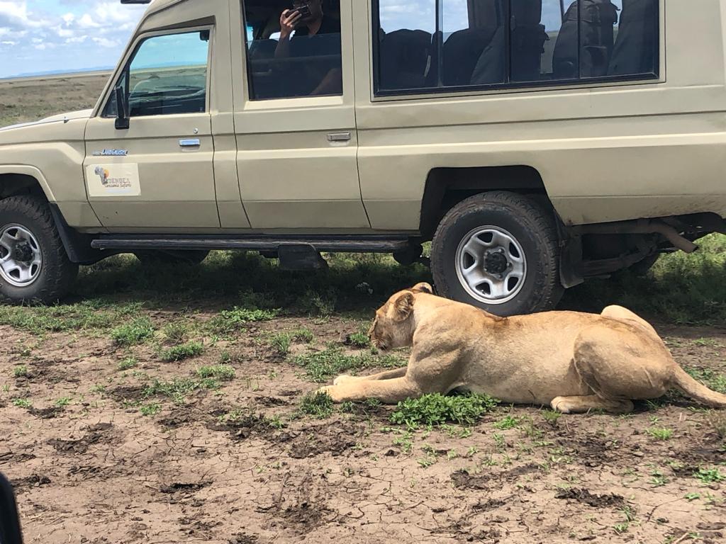 4 Days -Tanzania mid-range Lodge Safaris Trip