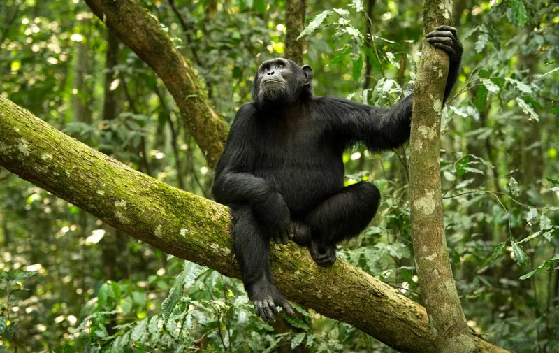 3 DAY: CHIMPANZEE TREKKING IN MAHALE MOUNTAIN NATIONAL PARK