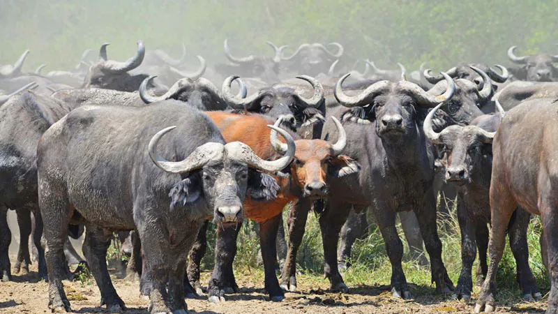 5-Day Ziwa Rhino Sanctuary,Kidepo Valley safari