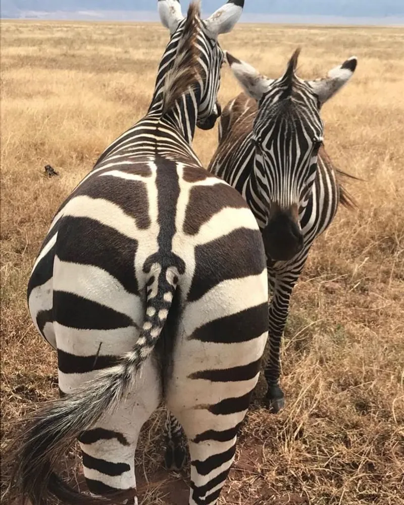 5 Tage – Serengeti, Tarangire und Ngorongoro-Krater