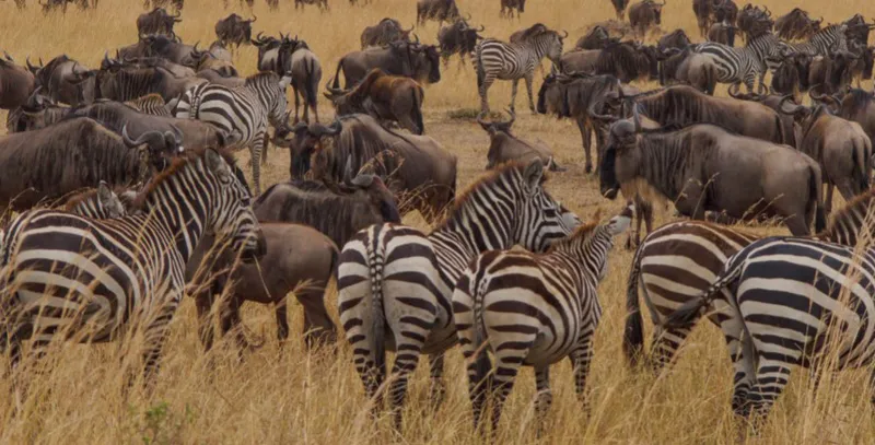 6-DAY Serengeti Wildebeests Migration Safari